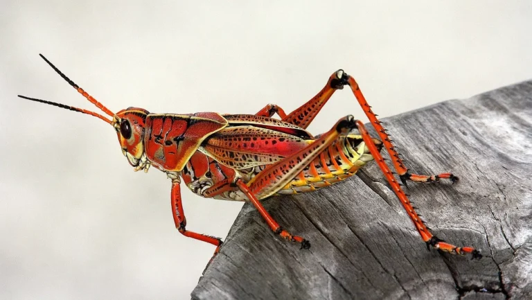 Insekten in der Nahrung