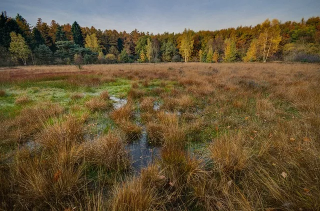 Aktenzeichen XY - Wer kennt die unbekannte Tote aus dem Moor?