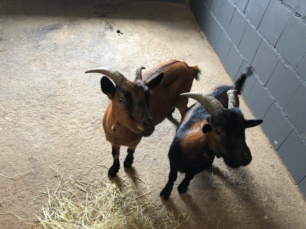 Menden: Tierischer Einsatz: Besitzer von Ziegen gesucht 1 Buntes-NRW