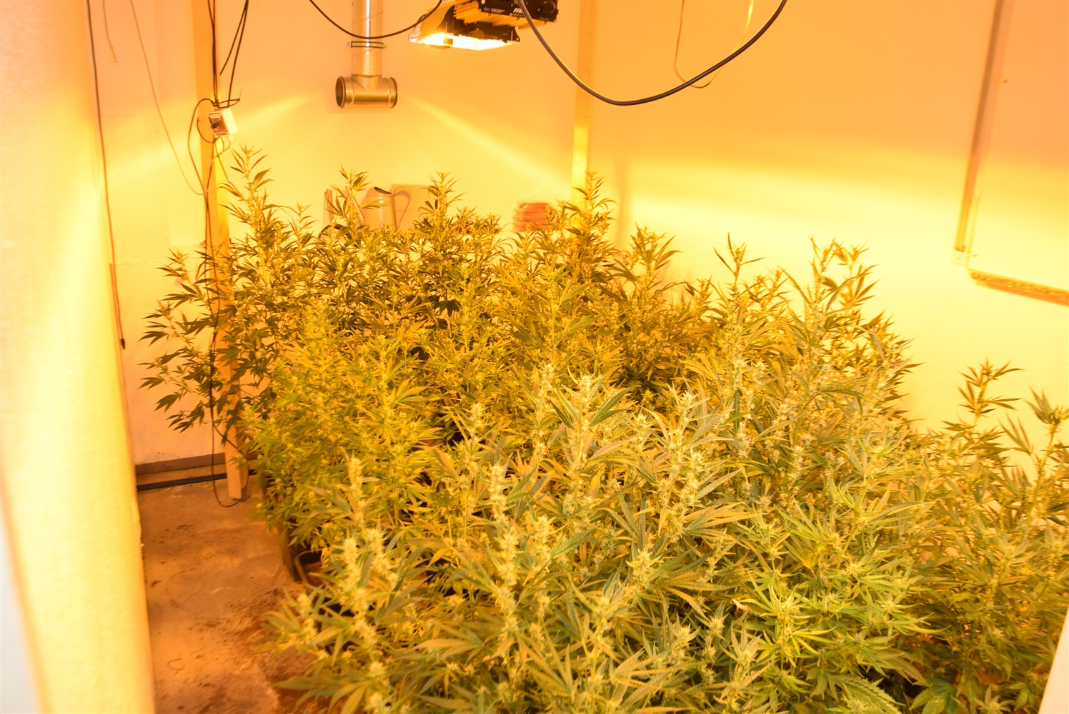Erftstadt: Polizeibeamte stellten über 200 Cannabispflanzen sicher 1 Erftstadt: Polizeibeamte stellten über 200 Cannabispflanzen sicher