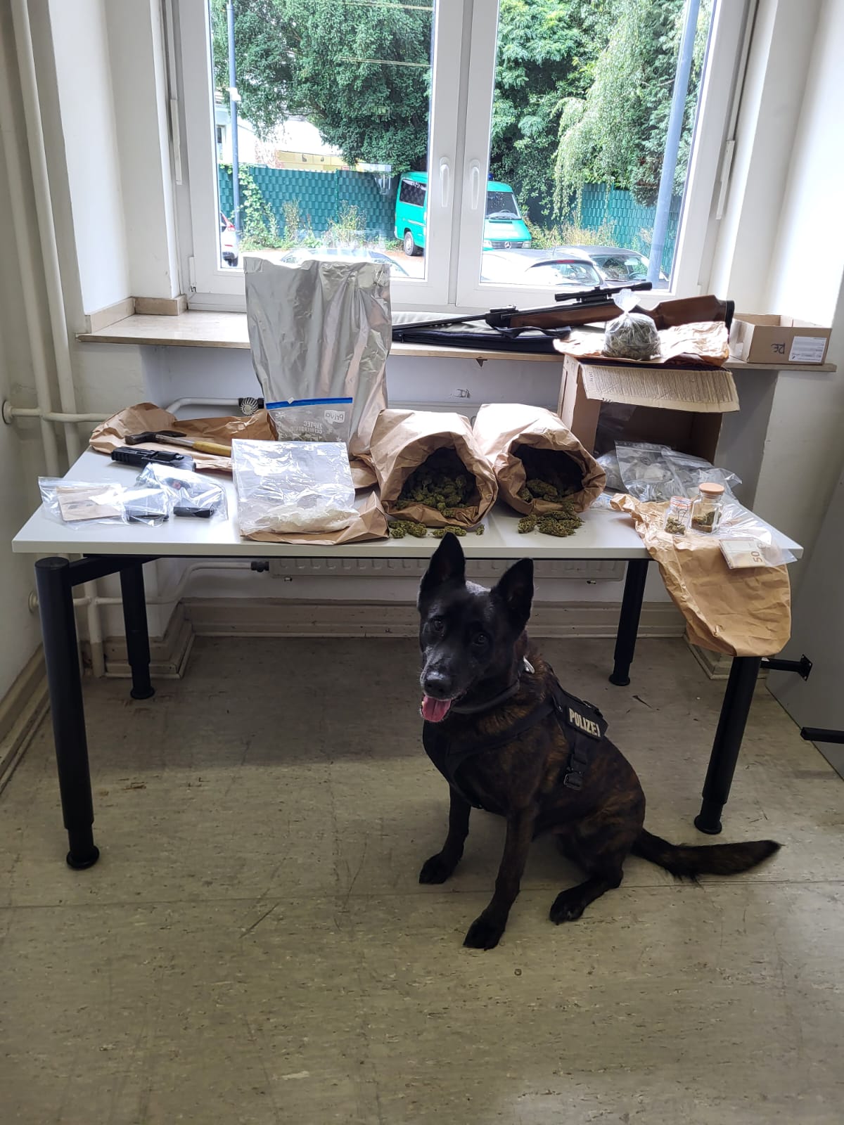 Dormagen: Cash erschnüffelt Drogenversteck 1 Drogenspürhund