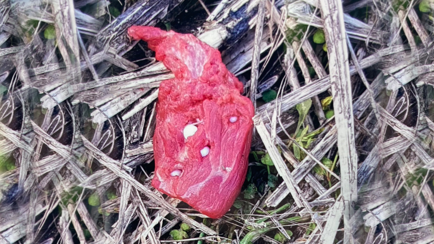 Hamminkeln: Vorsicht vor vergifteten Ködern 1 Ausgelegter Giftköder