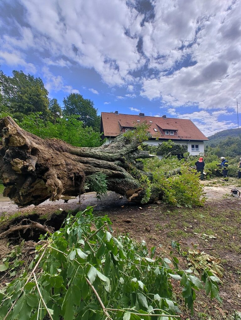 Detmold: Kastanie gibt Windböe nach