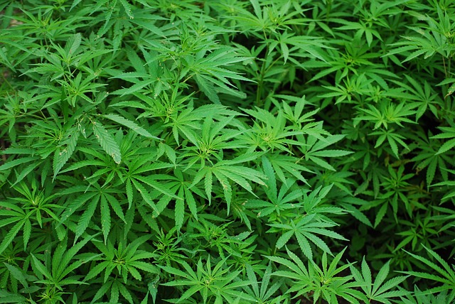 Cannabis, Marihuana