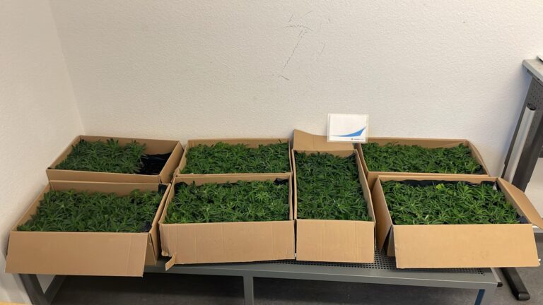 NRW: Bundespolizei stellt 836 Cannabispflanzen auf der Bundesautobahn A 61 sicher