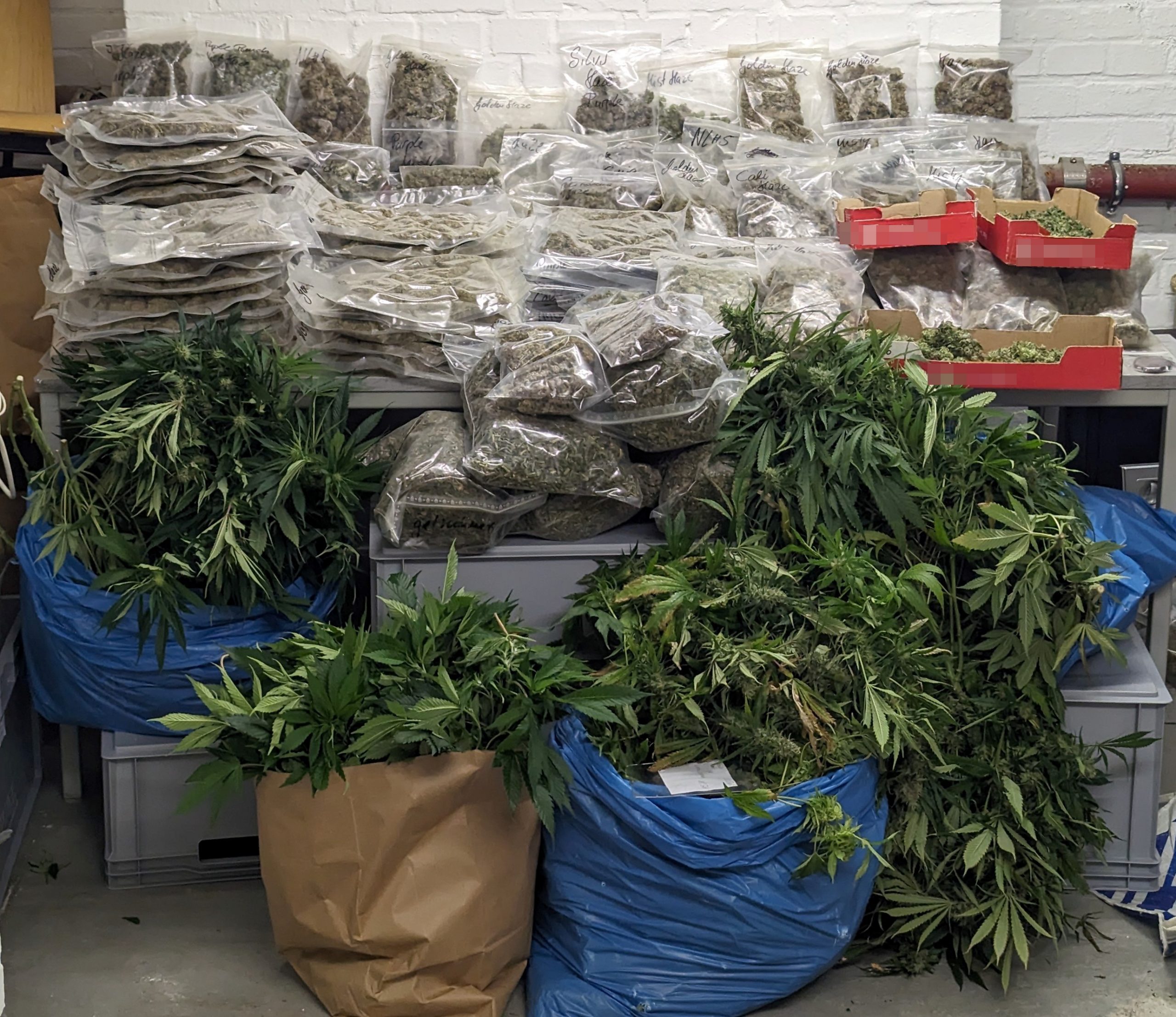 Hamm: Mehr als 35 Kilogramm Marihuana und Haschisch sichergestellt 1 Top News