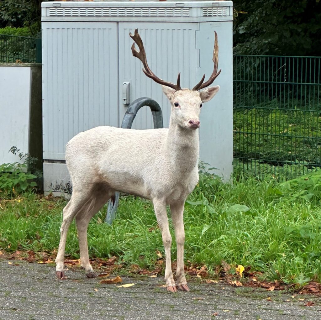 Eine überraschende Begegnung: Weißwedelhirsch hält lokale Behörden auf Trab