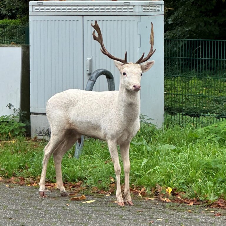 Eine überraschende Begegnung: Weißwedelhirsch hält lokale Behörden auf Trab