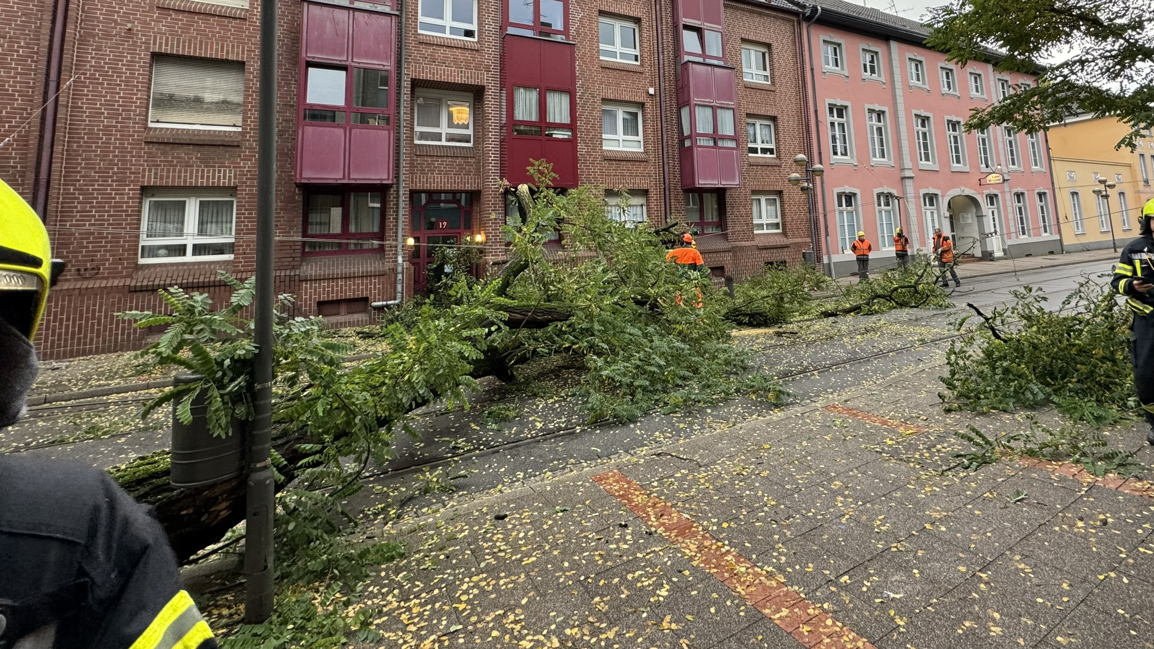 Neuss: Baum stürzt auf Oberleitung der Straßenbahn | Oberstraße mehrere Stunden gesperrt 1 Top News