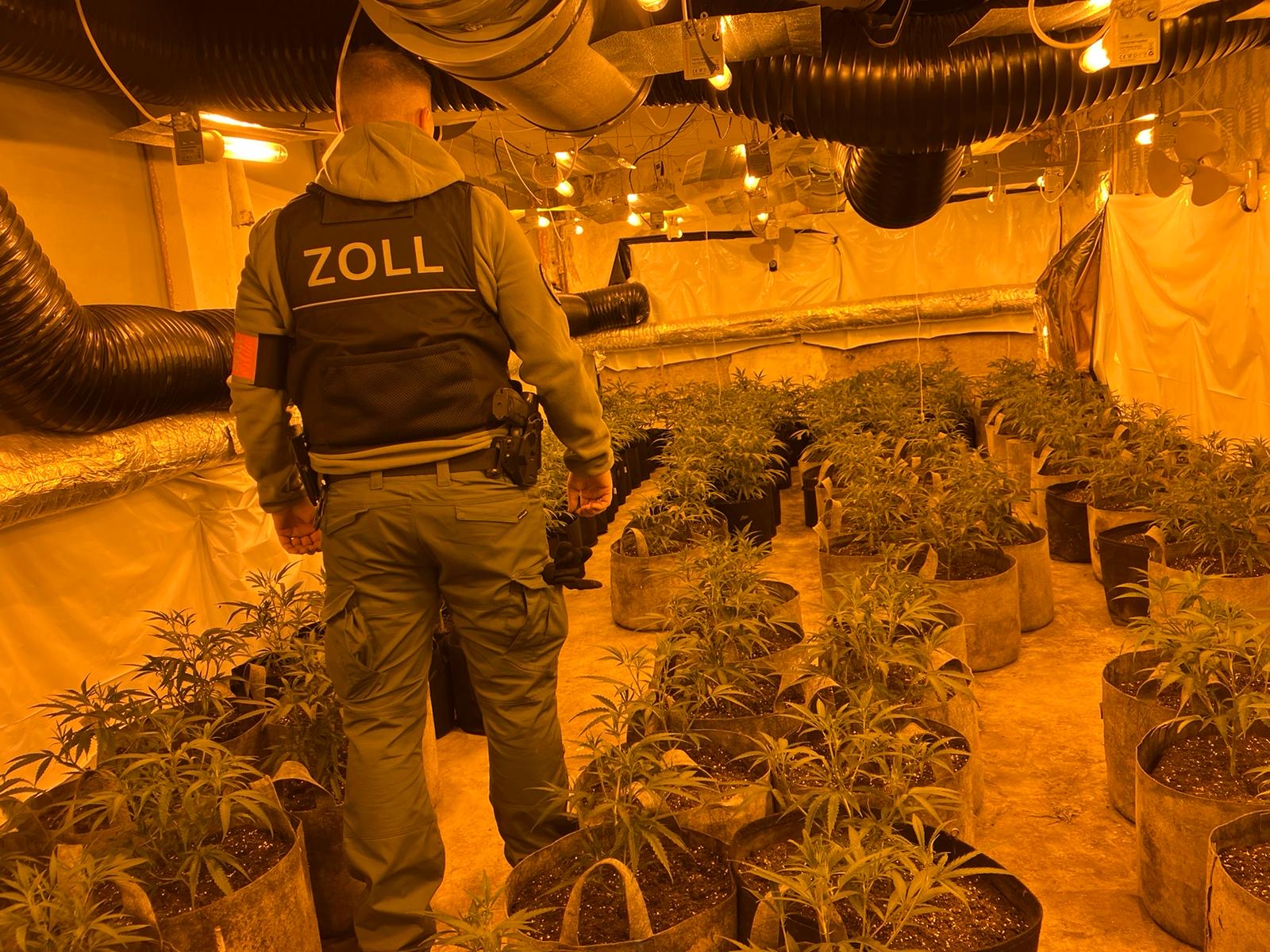 Zollfahndung Essen heben große Cannabisplantage in Velbert aus - 52 kg Marihuana 1 Top News