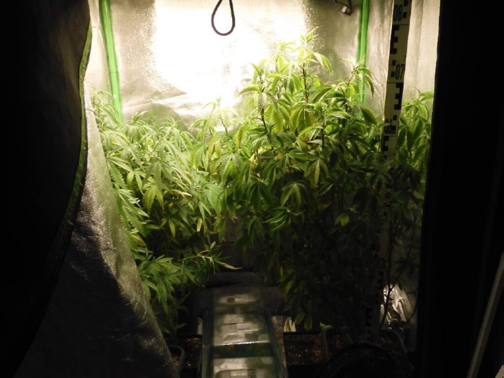 Eine der sogenannten Growboxen der Plantage