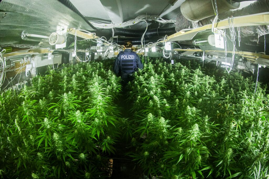 Gelsenkirchen: Zufallsfund in Schalke/Knapp 2000 Cannabispflanzen sichergestellt 1 Polizeibeamte stellten zahlreiche Cannabis-Pflanzen sicher.