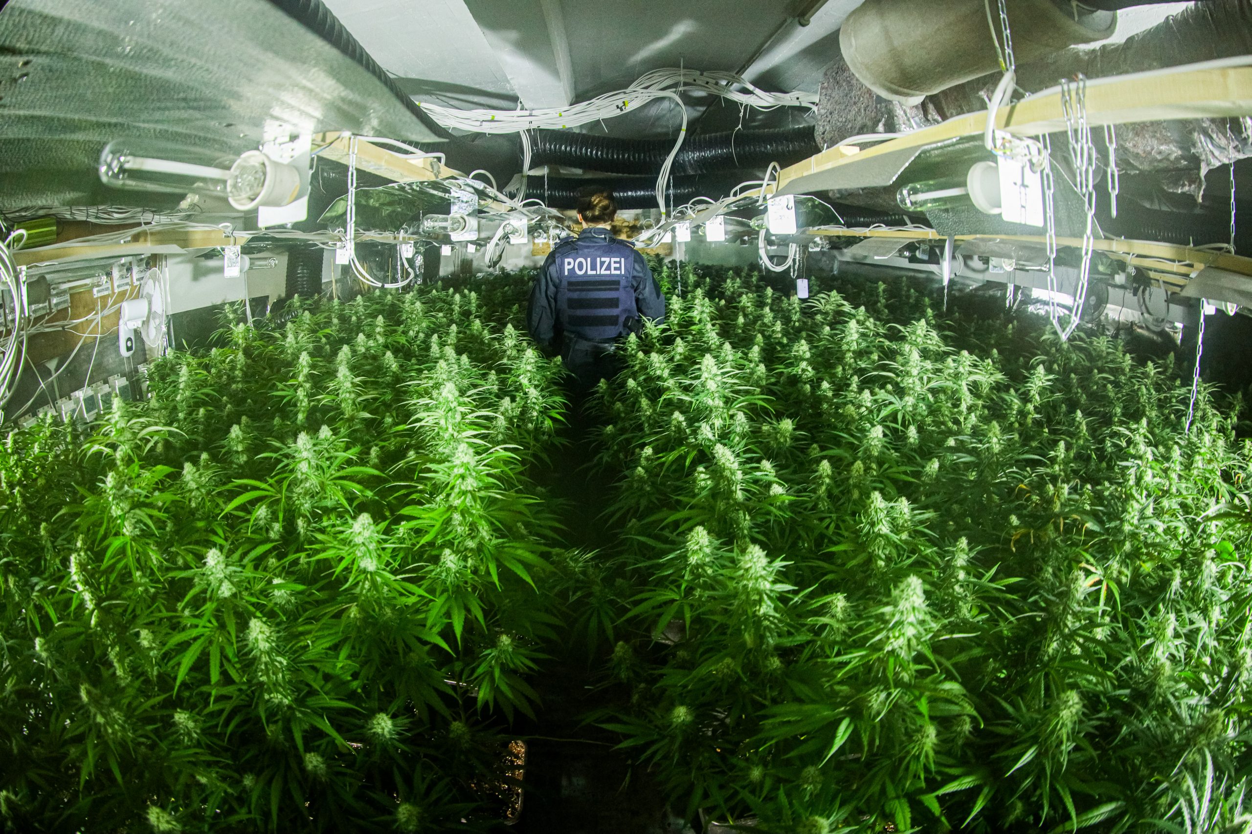 Gelsenkirchen: Zufallsfund in Schalke/Knapp 2000 Cannabispflanzen sichergestellt 1 Polizeibeamte stellten zahlreiche Cannabis-Pflanzen sicher.