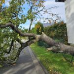 Baum auf Straße