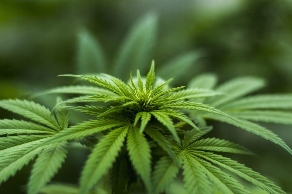 Cannabis-Legalisierung