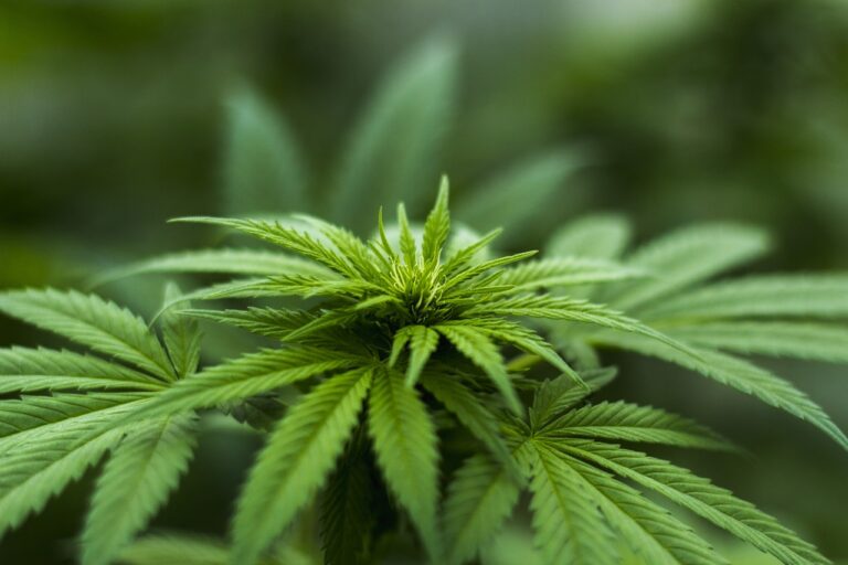 Cannabis-Legalisierung