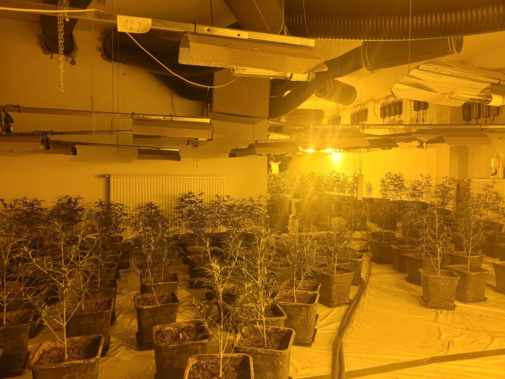 Foto aus einer der beiden Plantagen.