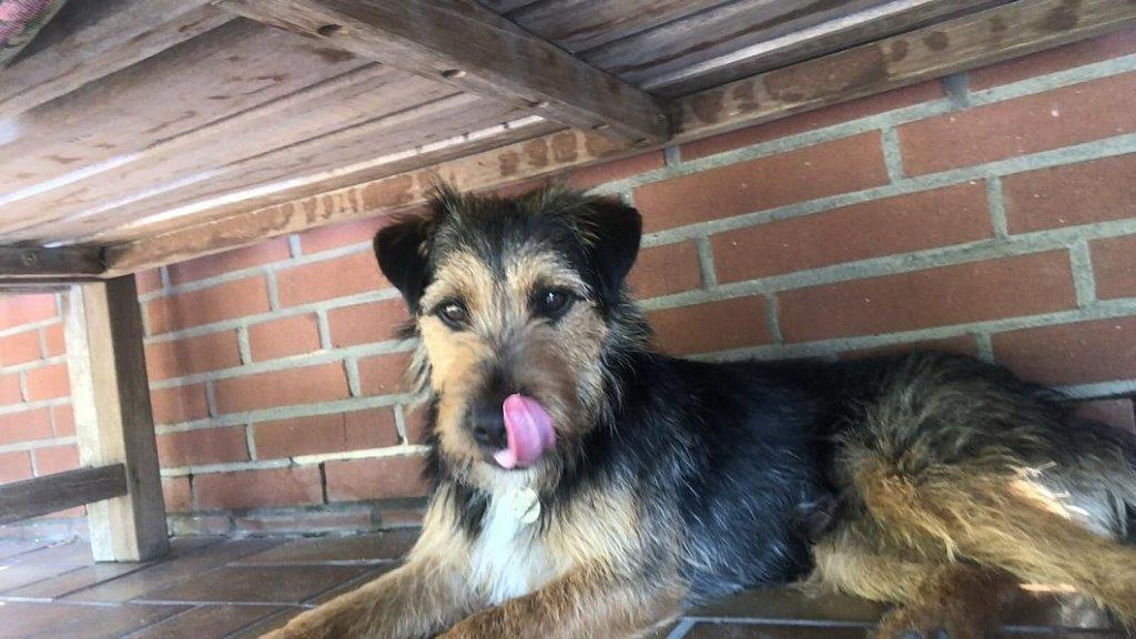 Gütersloh: Terrier Charlieist ist wieder da 1 Buntes-NRW