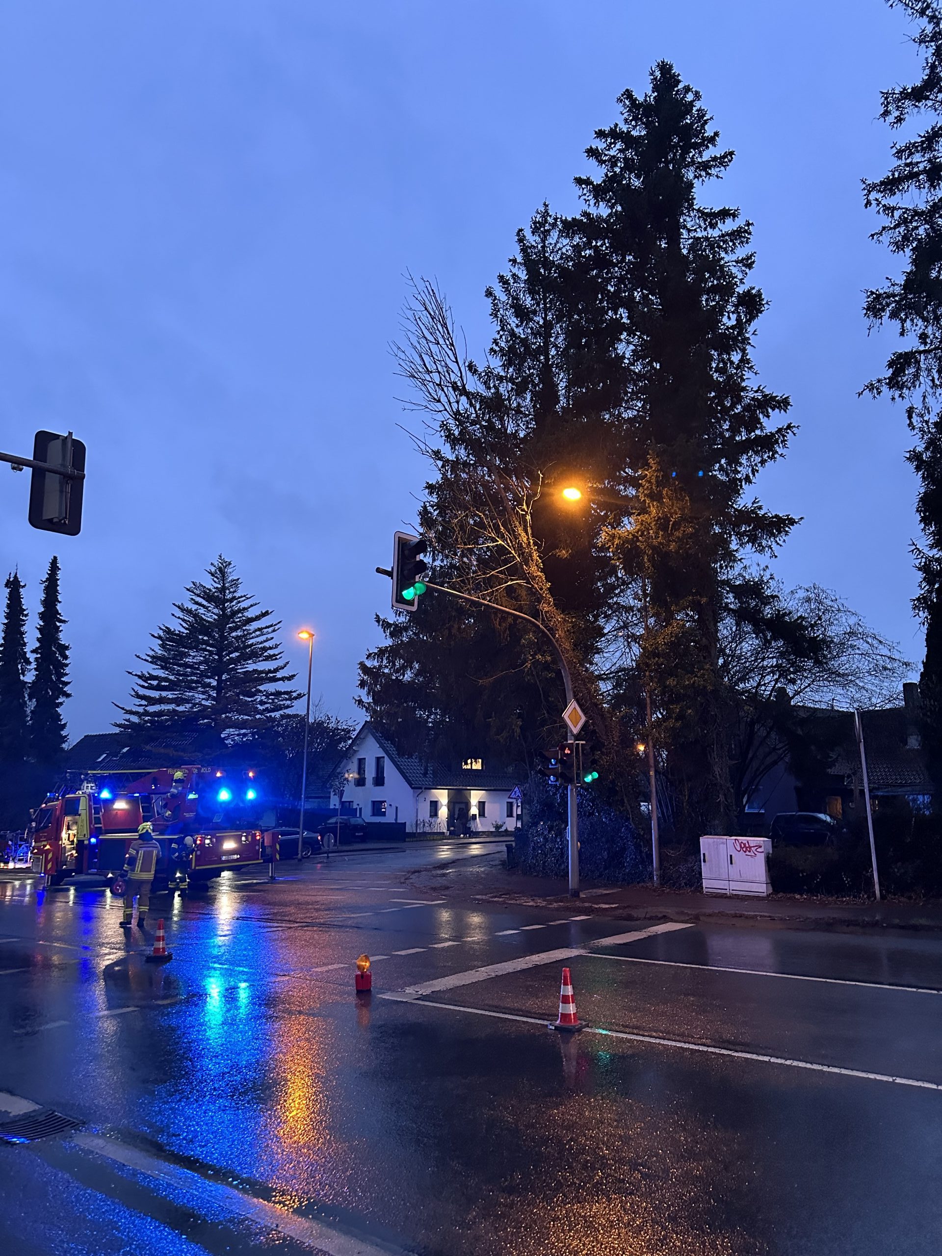 Detmold: Baum auf Ampelmast 1 Buntes-NRW