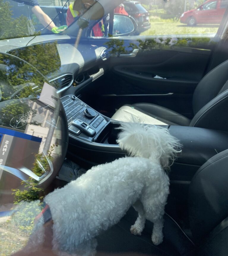 Feuerwehrleute retten einen verstörten Hund aus einem glühend heißen Auto