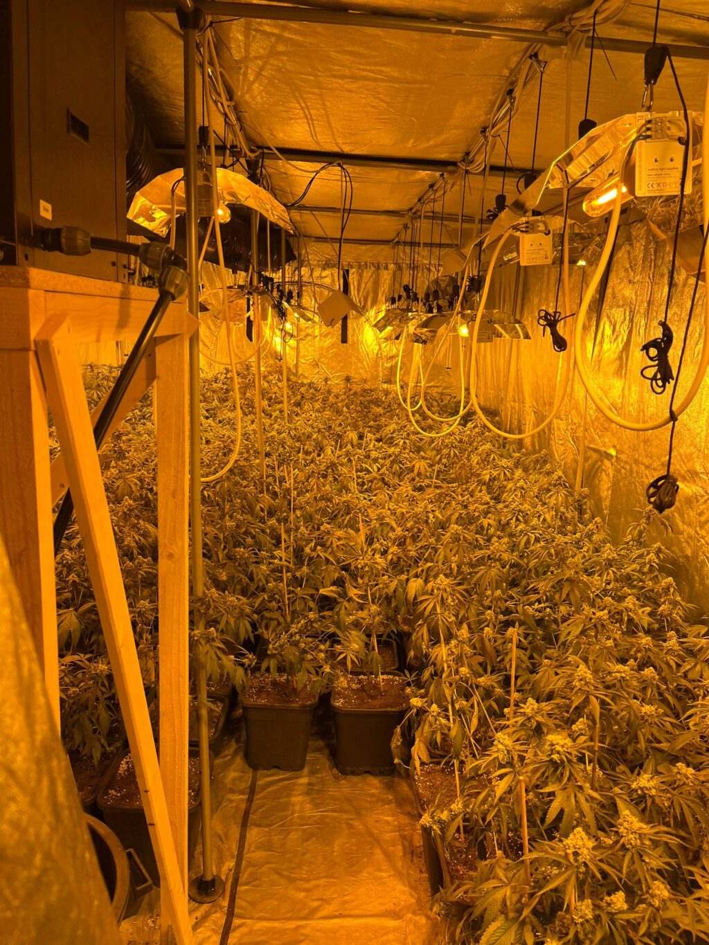 Köln: Professionelle Cannabisplantage entdeckt