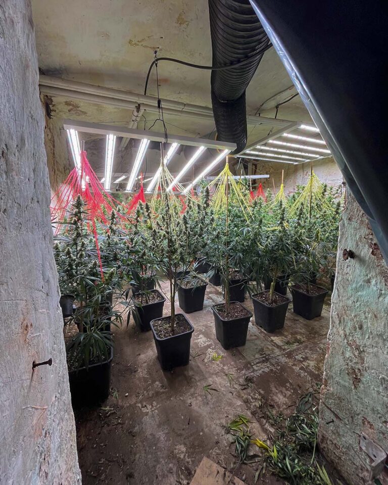 Lippe: Erfolgreicher Schlag gegen Rauschgiftbande 12 NRW-Kompakt