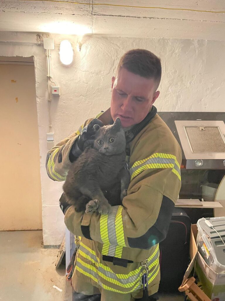 Katze aus Mauerwerk befreit