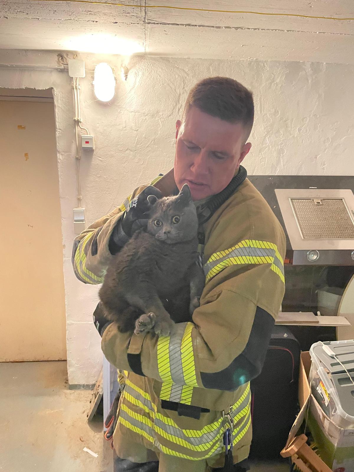 Katze aus Mauerwerk befreit